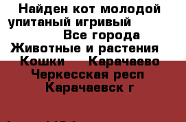 Найден кот,молодой упитаный игривый 12.03.2017 - Все города Животные и растения » Кошки   . Карачаево-Черкесская респ.,Карачаевск г.